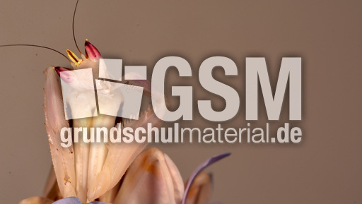 Orchideenmantis (12).jpg